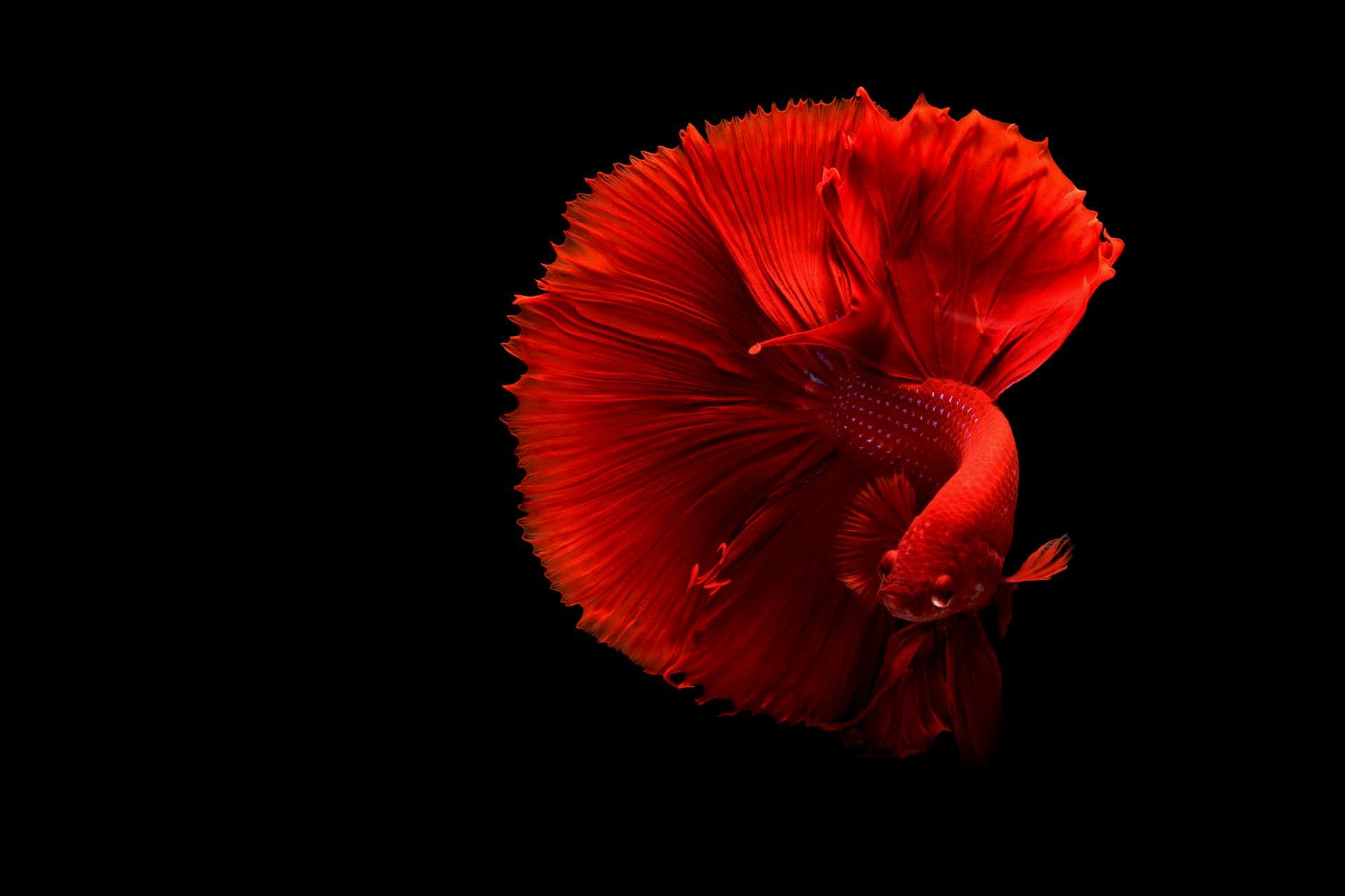 Creating Animated GIFs in Photoshop